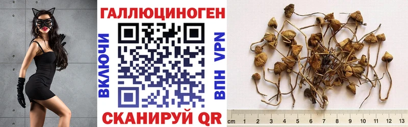 Галлюциногенные грибы GOLDEN TEACHER  что такое наркотик  Торжок 